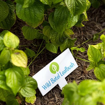 Health Benefits of Herbs Health Benefits of Herbs