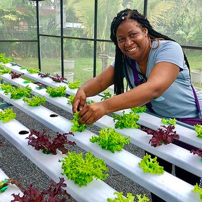 fresh organic herbs fresh organic herbs