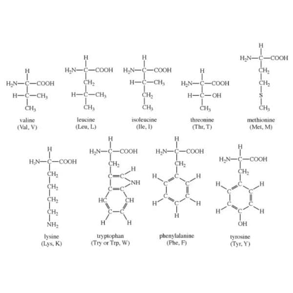 Protein Formula Protein Formulas