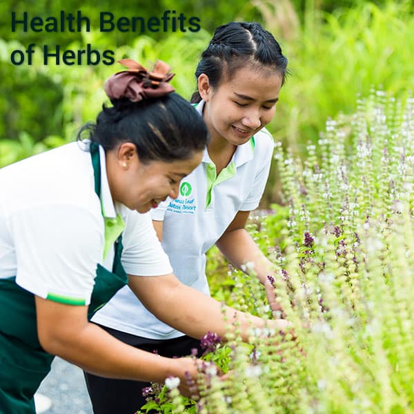 health retreat thailand